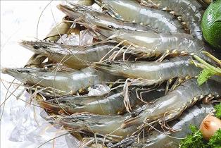Black Tiger Shrimp, Head On Shell On (HOSO)
